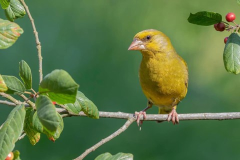 European Greenfinch (Chloris chloris) male perched on a branch, Lower Saxony, Germany, Europe