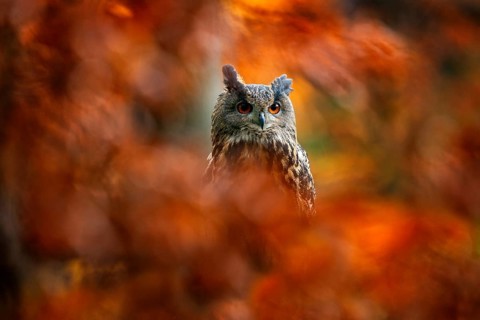 Autumn orange wildlife, detail portrait of owl in the forest. Eurasian Eagle Owl, Bubo Bubo,