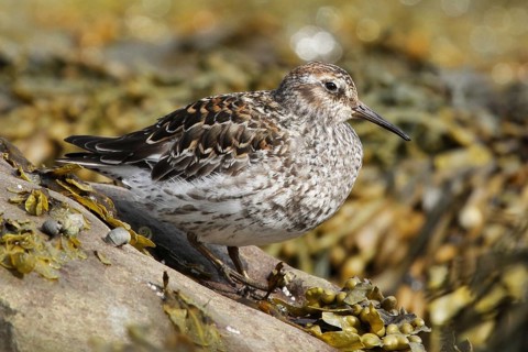 Purple Sandpiper (Calidris maritima) male, Varanger, Norway, Europe