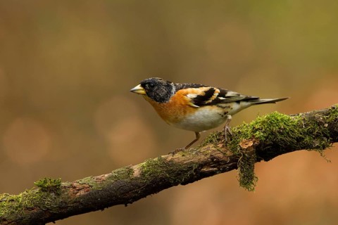 Brambling (Fringilla montifringilla) male, Utrecht, Netherlands