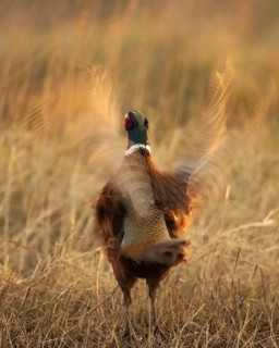 Common Pheasant (Phasianus colchicus) male, Schleswig-Holstein, Germany, Europe