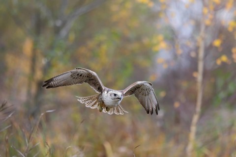 Sakerfalke, Wuergfalke, lat. Falco cherrug, im Flug von vorn mit herbstfarbener Vegetation