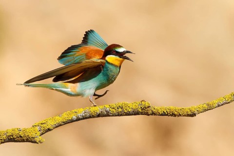 European Bee-eater (Merops apiaster), France, Europe