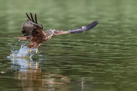 Red Kite (Milvus milvus) hunting, Mecklenburg-Western Pomerania, Germany, Europe