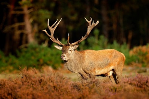Red deer, rutting season in Hoge Veluwe, Netherlands. Deer stag, bellow majestic powerful adult