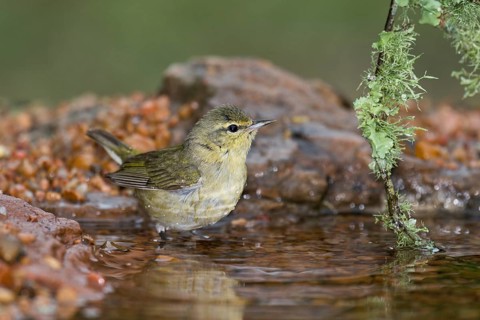Tennessee Warbler (Leiothlypis peregrina) at a waterhole, Texas, USA, North America