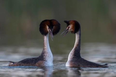 Great Crested Grebe (Podiceps cristatus) pair displaying, North Rhine-Westphalia, Germany, Europe