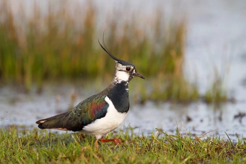 Northern Lapwing (Vanellus vanellus) male, North Rhine-Westphalia, Germany, Europe