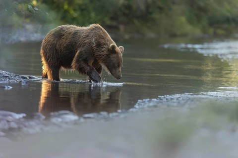 Grizzly Bear (Ursus arctos horribilis) fishing, British Columbia, Canada, North America