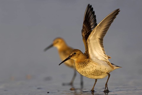 Dunlin (Calidris alpina), Schleswig-Holstein, Germany, Europe