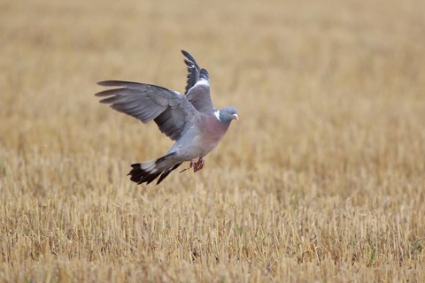 Common Wood Pigeon (Columba palumbus) flying, North Rhine-Westphalia, Germany, Europe