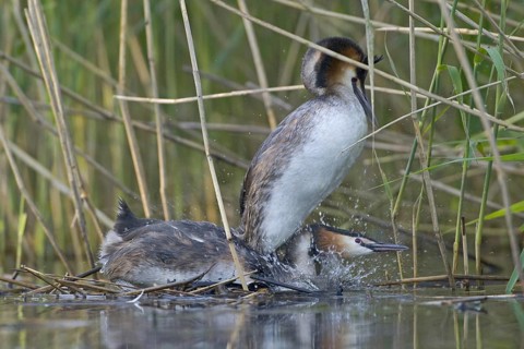Great Crested Grebe (Podiceps cristatus), Saxony, Germany, Europe