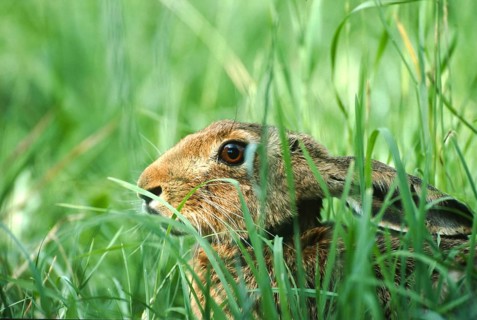 European brown hare (Lepus europaeus) sitting in its manger in a meadow, North Rhine-Westphalia,