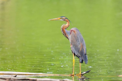Purple heron (Ardea purpurea), standing on a branch in the water, wildlife, birds, heron, rare