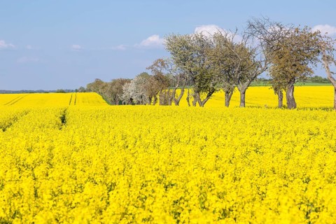 Rape field (Brassica napus) in bloom, in between an avenue with blossoming fruit trees, Saxon