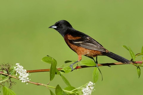 Orchard Oriole (Icterus spurius) male, Ohio, USA, North America