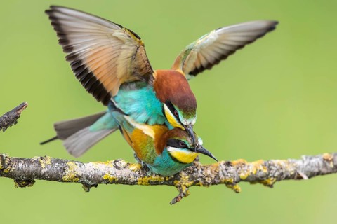 European Bee-eater (Merops apiaster) pair mating, Subotica, Serbia, Europe