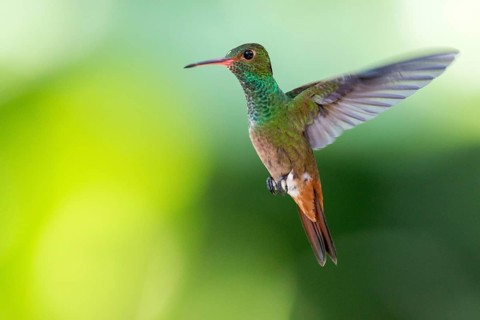 Rufous-tailed Hummingbird (Amazilia tzacatl) flying, Peten, Guatemala, Central America