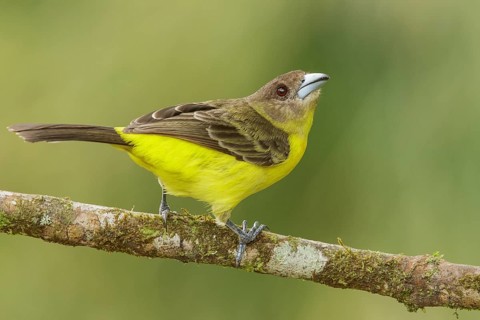 Flame-rumped Tanager (Ramphocelus flammigerus) perched on a branch in the mountains of Colombia,