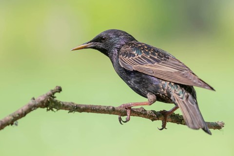 Common Starling (Sturnus vulgaris) perched on a branch, Lower Saxony, Germany, Europe