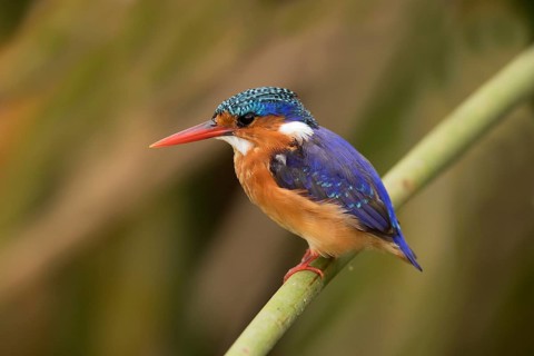 Malachite Kingfisher (Corythornis cristatus), Lake Hawassa, Ethiopia, Africa
