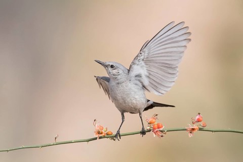 Blackstart (Oenanthe melanura) perched on a twig, Eilat, Israel, Asia