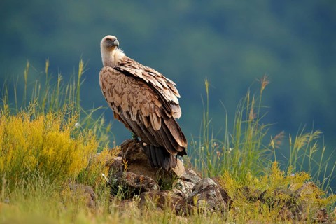Griffon Vulture, Gyps fulvus, big birds of prey sitting on rocky mountain, nature habitat,