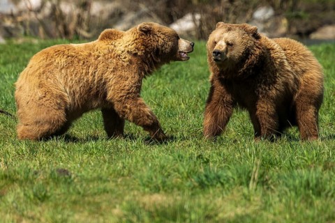 Two bears in a meadow in a playful dialogue, brown bear (Ursus arctos), Germany, Europe