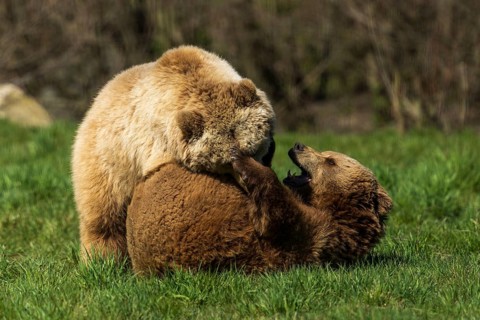 Two bears play with each other in the green grass and are on the move, brown bear (Ursus (arctos),