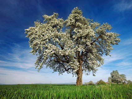 Flowering pear tree (Pyrus communis), Beinwil, Freiamt, Canton Aargau, Switzerland, Europe
