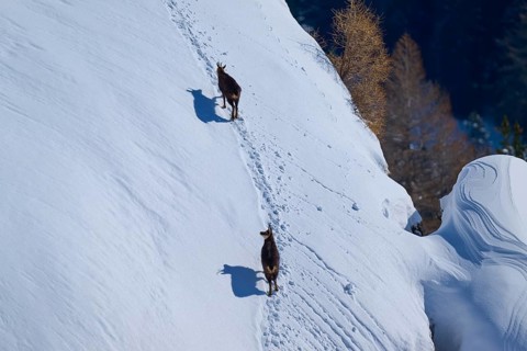 Two chamois (Rupicapra rupicapra), walking along a snowy mountain slope, surrounded by trees in the