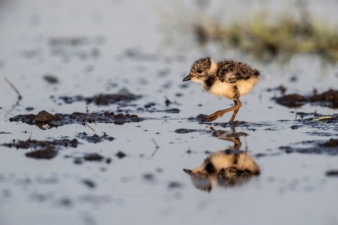 Young lapwing (Vanellus vanellus), Lower Saxony, Germany, Europe