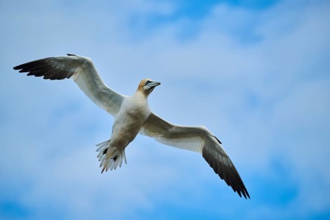 Northern gannet (Morus bassanus) flying in the sky, wildlife, Helgoland, Germany, Europe