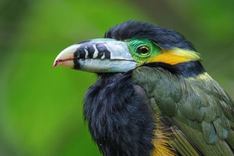 Spot-billed Toucanet (Selenidera maculirostris) feeding on palm fruits in the Atlantic rainforest