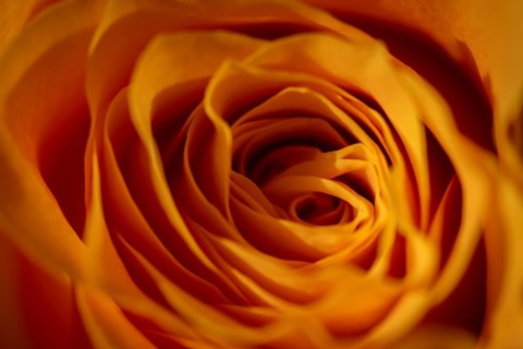 Yellow-orange blossom of a rose (Rosa)