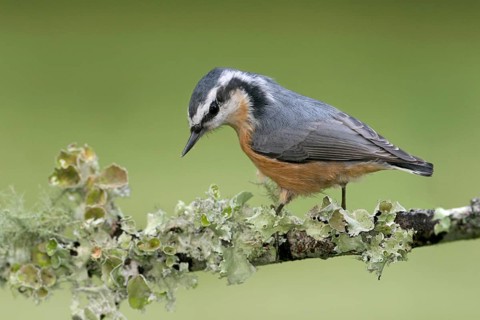 Red-breasted Nuthatch (Sitta canadensis), Ohio, USA, North America