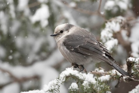 Grey Jay (Perisoreus canadensis) perched on a snowy branch, Wyoming, USA, North America