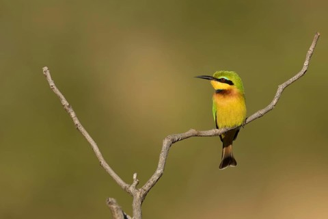 Dwergbijeneterzittend op tak, Little Bee-eater on pearch