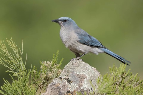 Mexican Jay (Aphelocoma wollweberi) perched on a rock, Arizona, USA, North America
