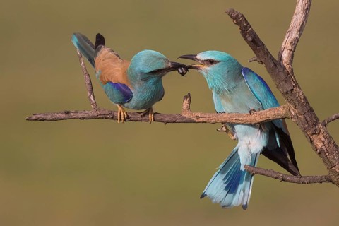 European Roller (Coracias garrulus) male with a beetle as a bridal gift for the female, Subotica,