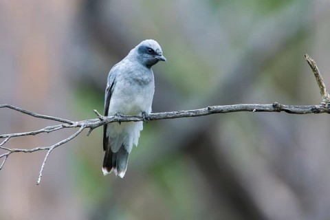 Black-faced Cuckooshrike (Coracina novaehollandiae) juvenile perched on a branch, Victoria,