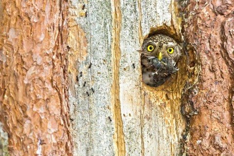 Eurasian Pygmy Owl (Glaucidium passerinum) female looking out of breeding cavity looking out of