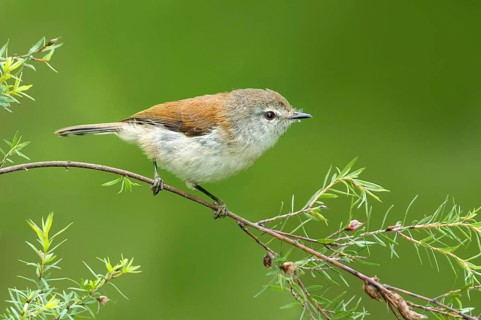 Brown Gerygone (Gerygone mouki), Victoria, Australia, Oceania