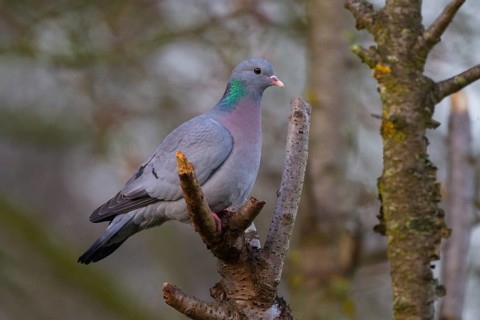 Stock Dove (Columba oenas), North Rhine-Westphalia, Germany, Europe