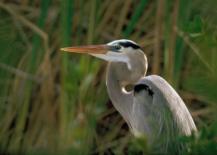 A portrait of a Great Blue Heron in a cattail marsh in Everglades National Park Florida