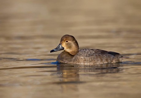 Redhead (Aythya americana) female, Ohio, USA, North America