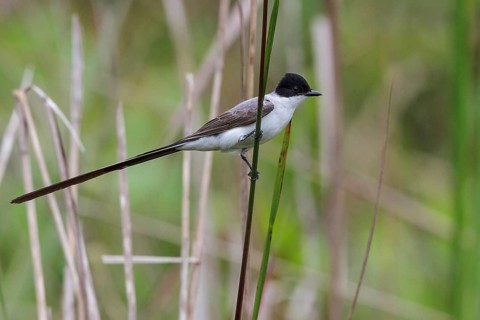 Fork-tailed Flycatcher (Tyrannus savana) perched on a branch in the Atlantic rainforest of