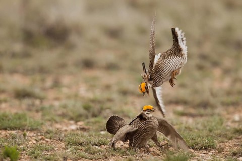 Lesser Prairie Chicken (Tympanuchus pallidicinctus) male, New Mexico, USA, North America