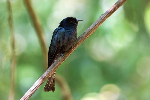 Square-tailed Drongo-Cuckoo (Surniculus lugubris) perched on a branch, Di Linh, Vietnam, Asia