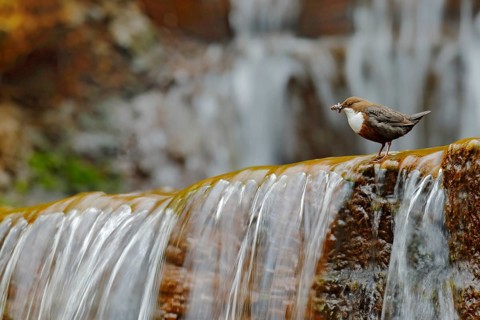 White-throated Dipper, Cinclus cinclus, brown bird with white throat in the river, waterfall in the